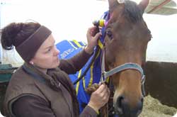 HeadShy horses - treatment from The Equine Therapist